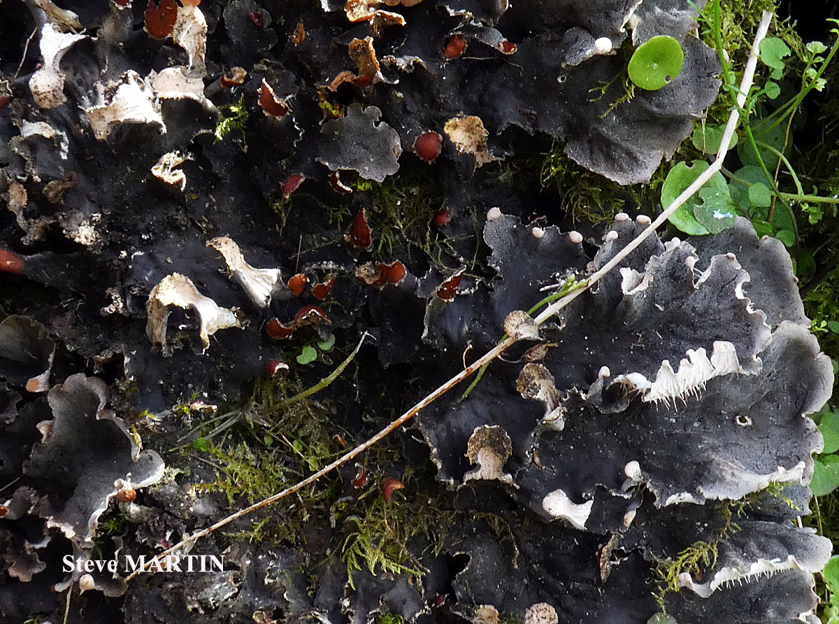 Peltigera praetextata (Flörke ex Sommerf.) Zopf.